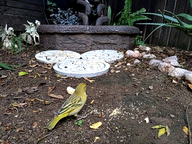 Image of bird 1