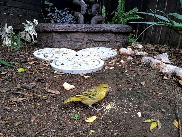 Image of bird 1 again