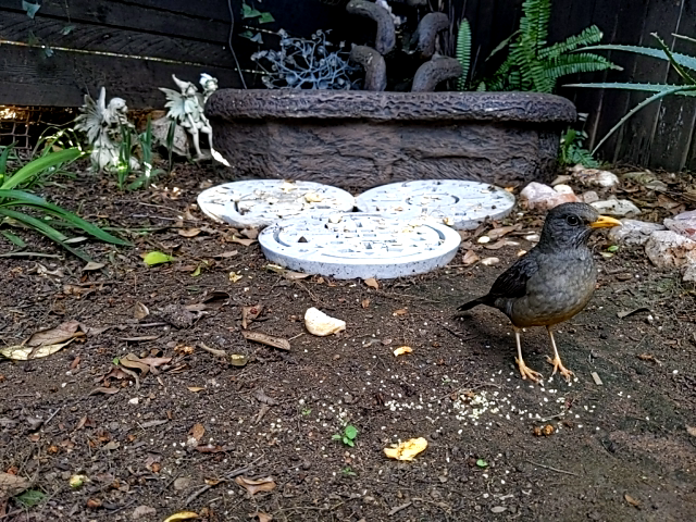 Image of bird 2