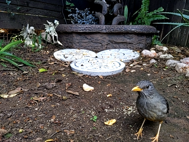 Image of bird 2 again